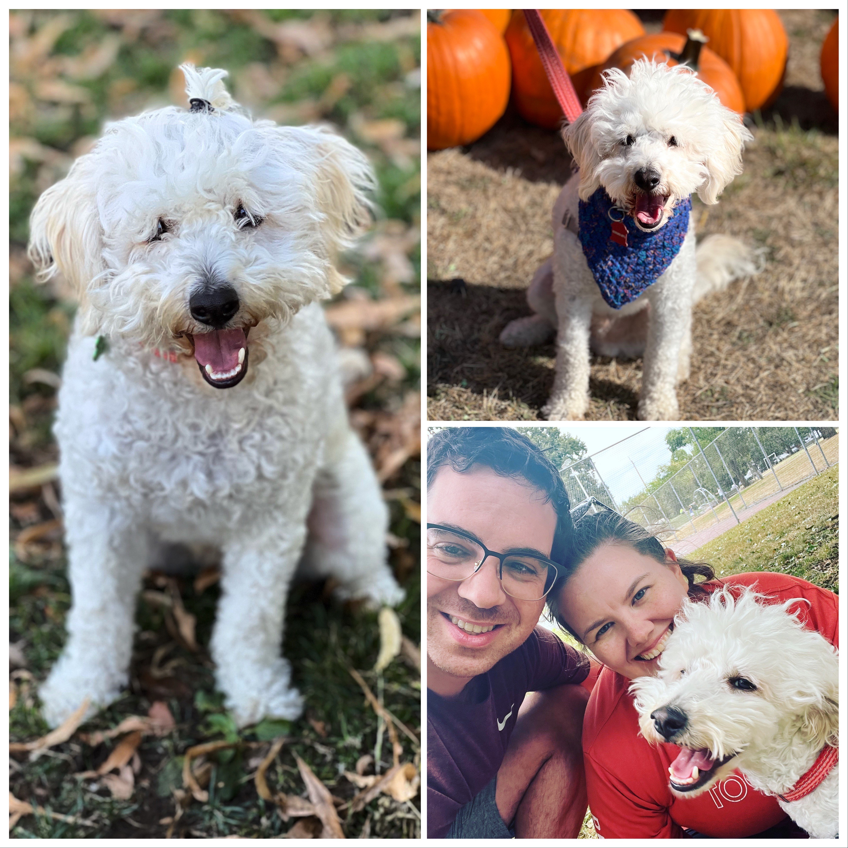 Collage of three images showing dog named Tito. One image includes his owners Paige and Justin